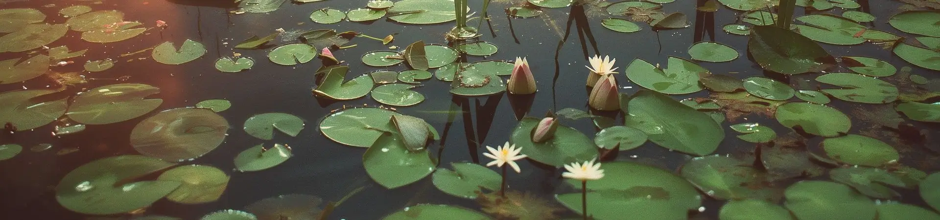 project launch and ponds